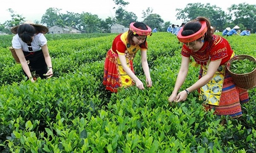 美国增加对越南的茶叶进口力度