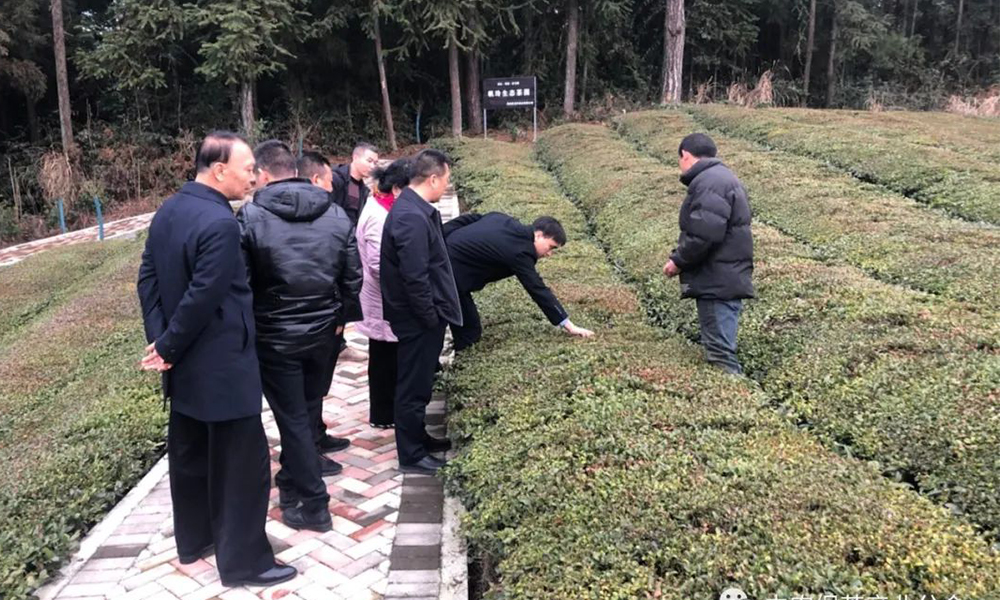 中国农业国际合作促进会茶产业分会一行赴湖北恩施州鹤峰县调研