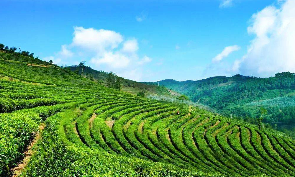 春茶调研丨云南临沧春茶3月开采，除了春茶三难，我们还发现了……