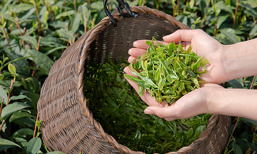环球观茶丨绿茶控制全球有机茶市场，预计到2031年会将会持续增长