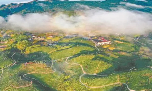 闽滇浙皖贵五省代表委员共话茶产业发展：点绿成金·一叶茶促一业旺