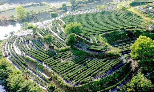 鹤山积极探索茶下经济模式 构建特色低碳生态立体茶园