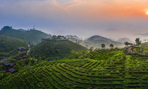 三年行动工作方案出炉！大田县茶产业高质量发展这样干