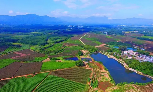 海南白沙加强茶产品公用品牌建设：将开展5000亩有机茶园认证