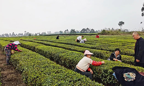 春茶丨茶农荷包已进账7800万！四川省自贡市荣县春茶市场火爆！