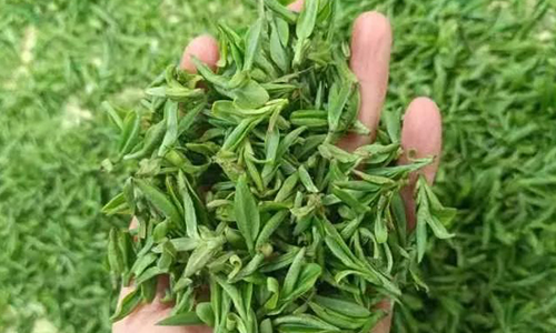 春茶丨春茶集中上市：消费回暖 供应稍紧 价格高于往年同期