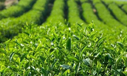 果菜茶防“倒春寒”抗冻技术指导意见来了！