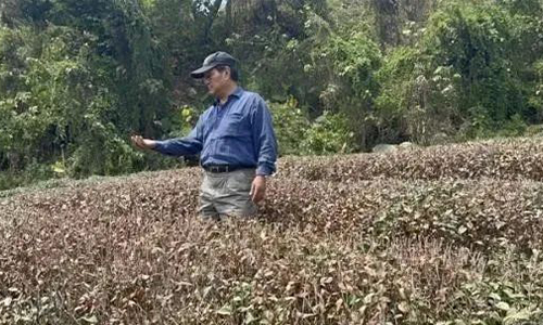 台农业部门：干旱致茶叶损失最多
