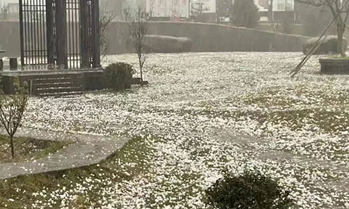 冰雹突袭福鼎产区，或将影响当地茶叶产量！