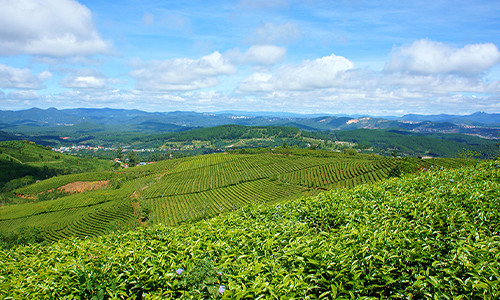 环球观茶丨2022年越南茶叶出口增长