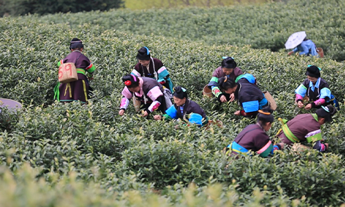 春茶丨2023年3月贵州春茶产销情况发布