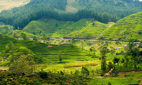 环球观茶丨斯里兰卡2023年茶叶市场预测