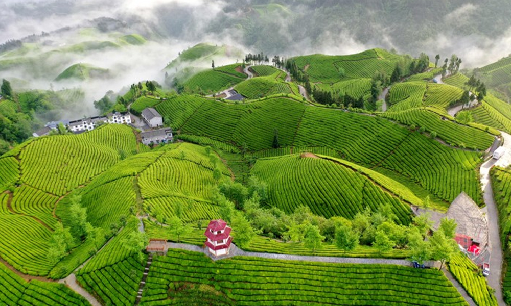 茶商必看！5月15日，一场影响茶贸易的大会将在湖北鹤峰举办！