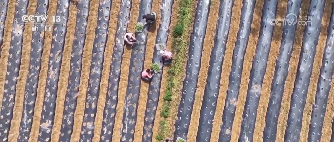 新闻联播：构建现代乡村产业体系 建设农业强国