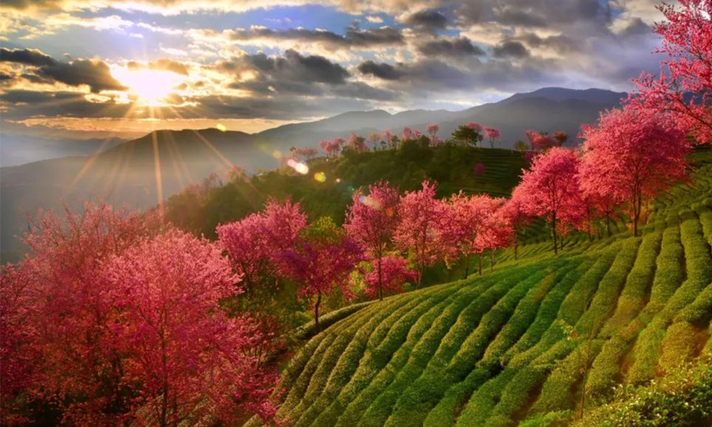 茶旅线路丨“春天最早到达的地方”—大理无量山樱花谷茶叶公园