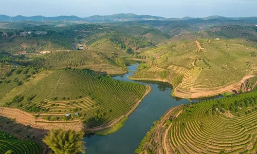 探访万亩连片茶园 看“一叶”如何“富一方”