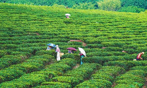 白沙依托热带雨林资源禀赋，发展大叶茶产业成效喜人