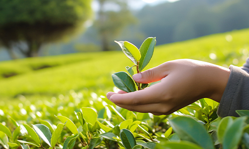 多地宣发“茶叶过度包装”相关提醒书、倡议书、提醒函