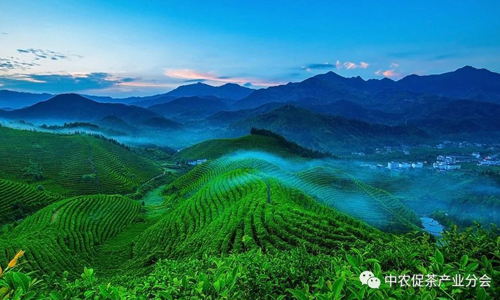 茶旅线路丨来江西遂川，尽享夏日休闲康养绿色生态游