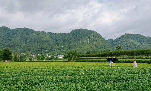 “村”意盎然的中国丨单日交易额超百万的茶青村市