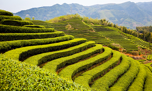 浙江省遂昌县2023年茶叶及相关制品比较实验报告