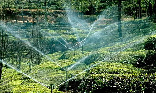 炎炎夏日，茶园如何防旱抗旱