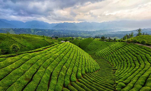 农业农村部关于山区实施乡村振兴战略答复，茶产业成中坚力量