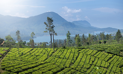 环球观茶丨斯里兰卡上半年茶叶出口量下降10%，出口额增长28%