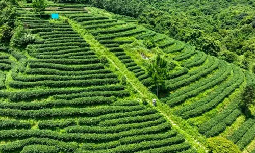 惠东九龙峰申报“惠东南山茶”地理标志商标