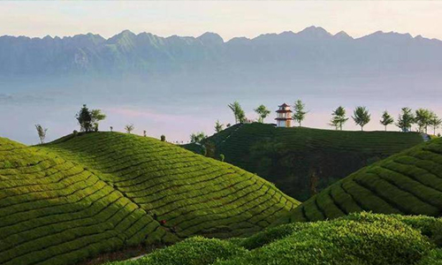 一位茶人的自述：我爱鹤峰茶