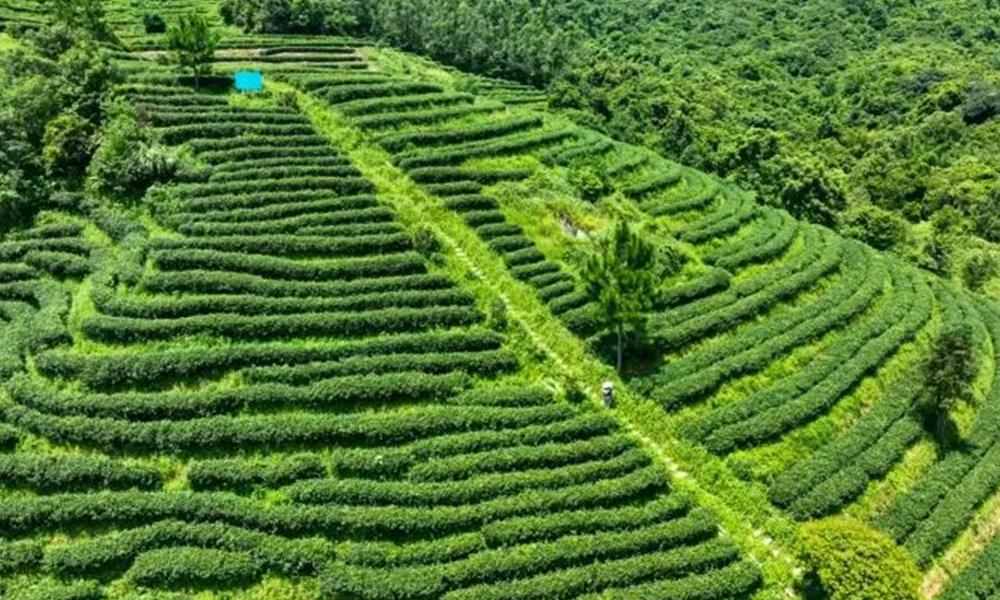环球观茶丨肯尼亚茶叶出口价格创八年来新高