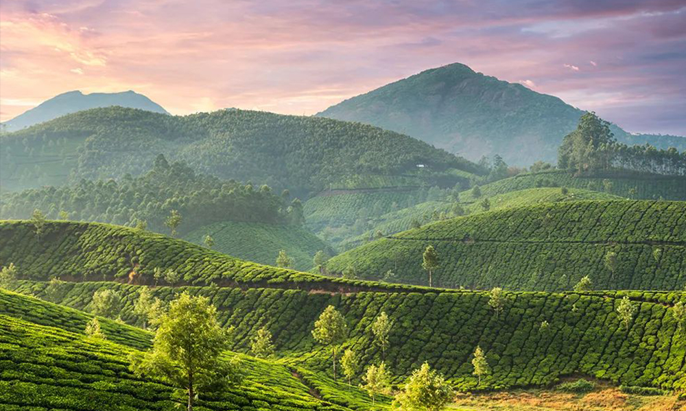 环球观茶丨引入茶叶底价会影响印度茶叶的出口竞争力吗？