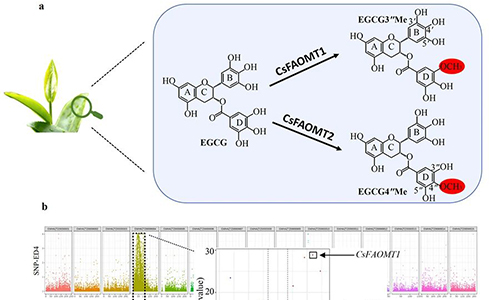 中国农业科学院茶叶研究所揭示茶树甲基化儿茶素生物合成新机制