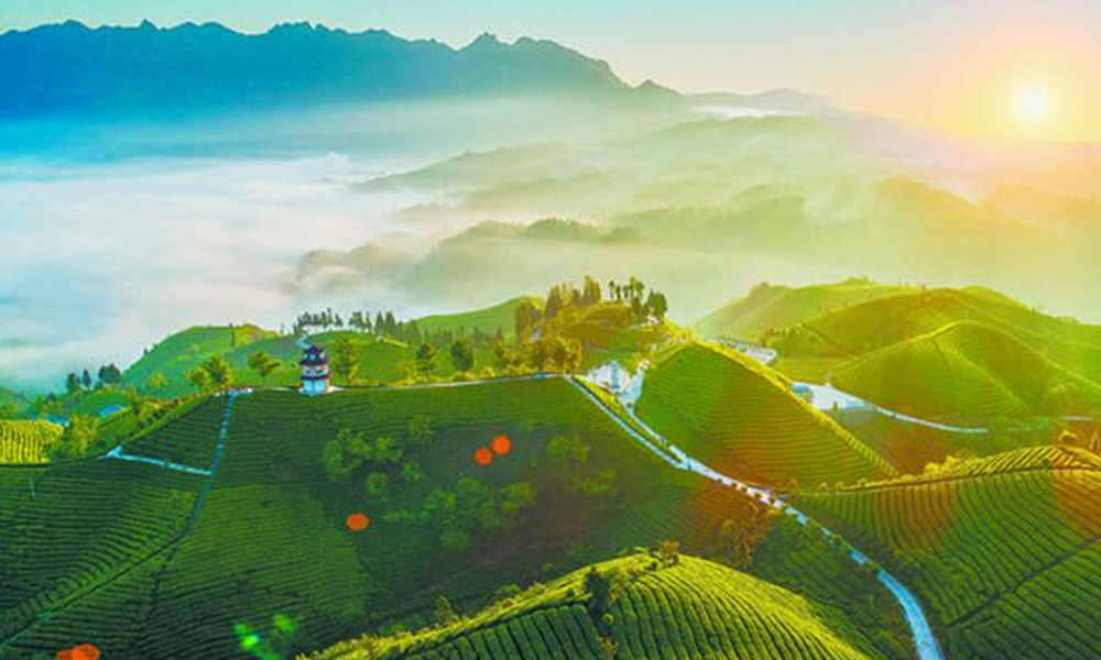 最是茶香能致远——记湖北鹤峰40年茶产业发展之路