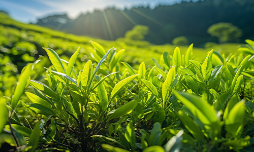 中国农网：果菜茶应对高温干旱生产技术指导意见