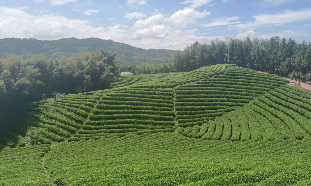 中国农业国际合作促进会茶产业分会副会长刘桂才一行赴福建省光泽县调研