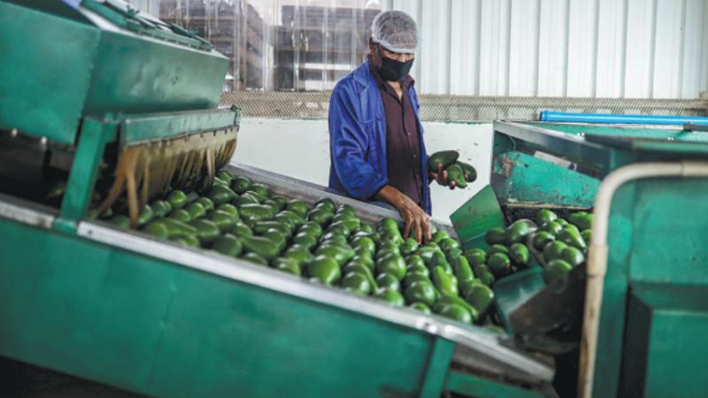S. Africa signs deal to export avocados to China
