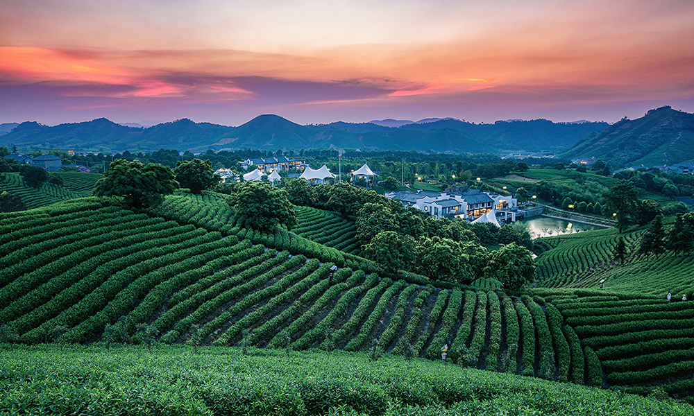 22年中国绿茶出口稳健发展，多元化国际市场探索赛道已开启！