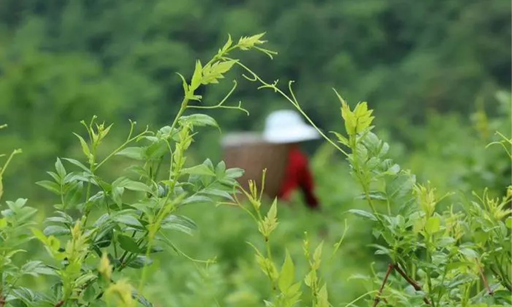 《2023全国藤茶产业发展报告》发布！重要内容速览