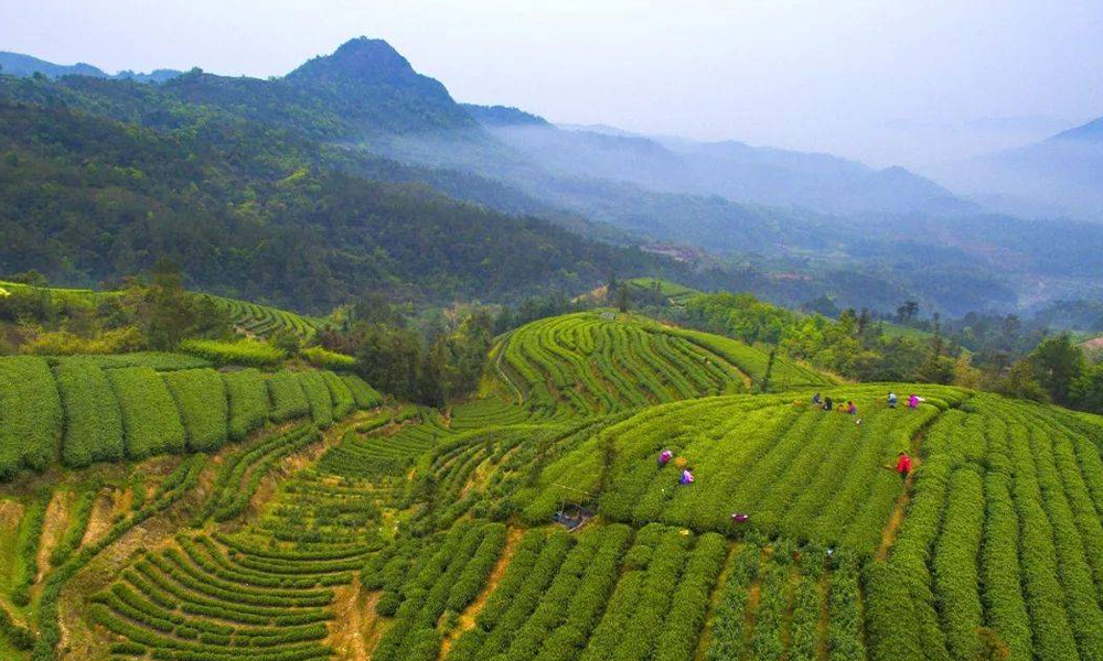 从“亩产28斤”到“中国白茶之乡”，福鼎白茶这样厚积薄发！