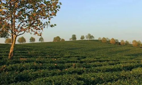 茶园管理丨2023年秋冬季茶树科学施肥指导意见