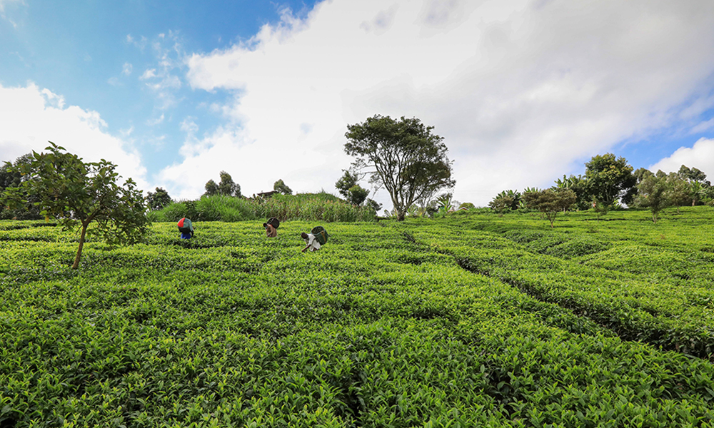 环球观茶丨全球经济衰退，出口量萎缩，肯尼亚失去主要茶叶市场