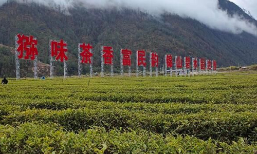 截至目前，西藏茶产业面积达5万余亩