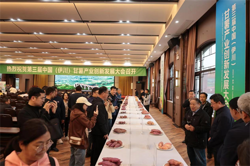 河南伊川县富硒甘薯产业赋能乡村振兴
