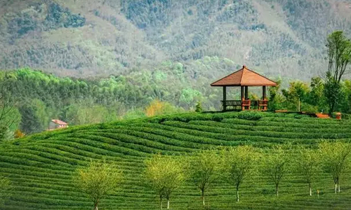 那些“跟着”一带一路走出国门的茶品牌，现在怎么样了？（一）