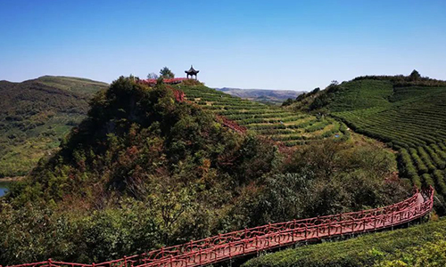 新华社 | 扩大规模重品质——贵州都匀毛尖产业转型发展观察