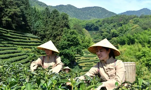 那些“跟着”一带一路走出国门的茶品牌，现在怎么样了？（二）