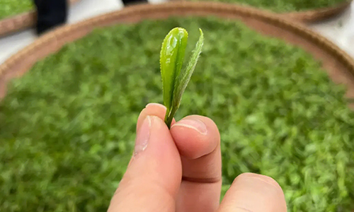 12月1日起施行！信阳毛尖茶保护条例，来了！