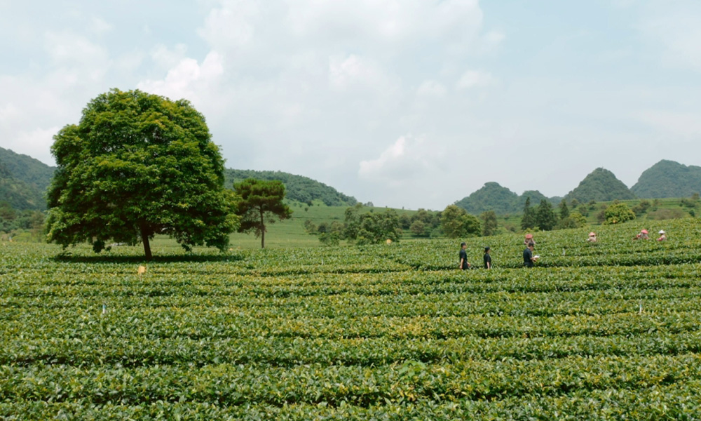 茶叶出口企业必须要迈的坎，这些基本功要做好！