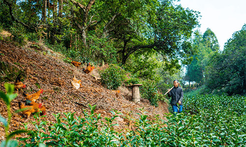我国全球重要农业文化遗产增至22项：“梅茶鸡蜂”何以“闯”世界